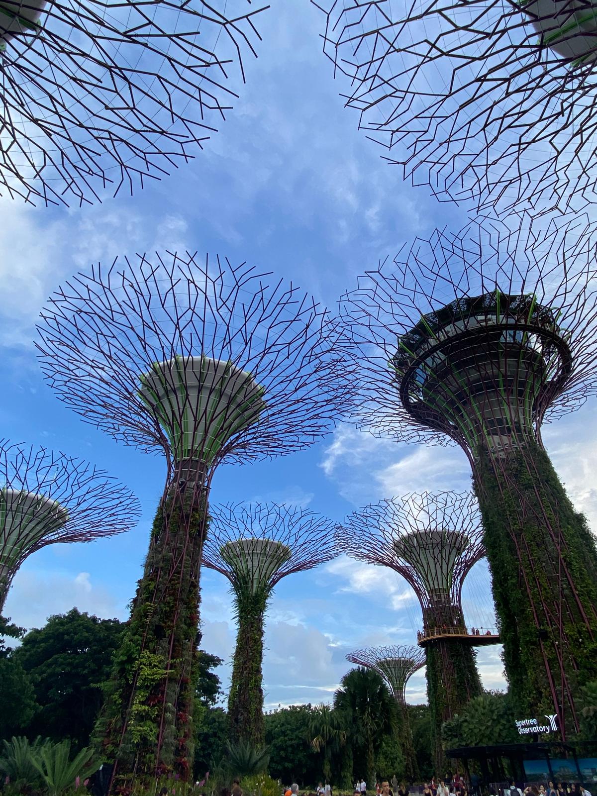 Singapore trees